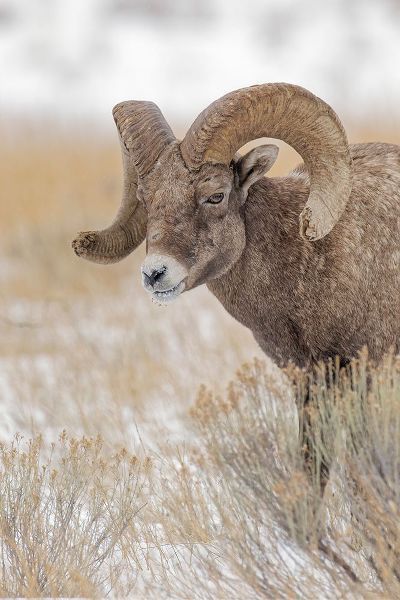 Jones, Adam 아티스트의 Bighorn sheep in winter Grand Teton National Park-Wyoming작품입니다.